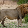 Male Lion (Panthera leo melanochaita), N’watindlopfu Waterhole, Kruger National Park, Mpumalanga, South Africa
